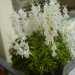 Utricularia sandersonii